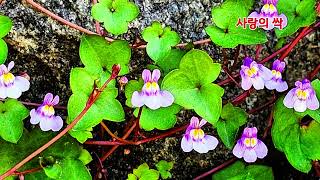 ■장성현가곡교실 [2813] 사랑의 싹 🌱 김화인 시/김현지 작곡