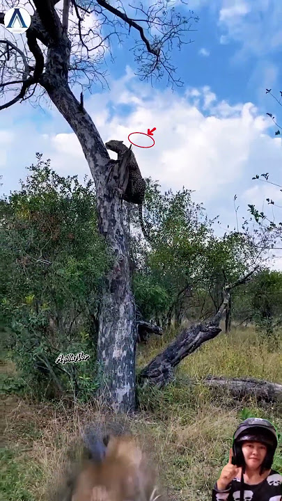 Meloloskan diri‼️leopard kaget tiba tiba di buru singa#animals#leopard#lion#shortvideo