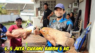 Pantas Di Halaman Rumah Nih Kolam‼️Ternyata Guramenya Babon" Sampe 5 Kg Per Ekor