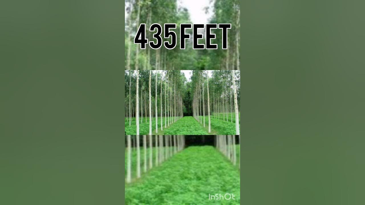 Ll Longest Tree In The World Ll shortvideo ll-longest-tree-in-the-world-ll-shortvideo