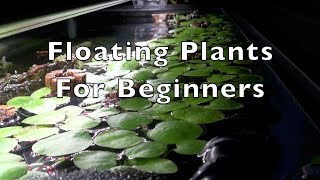 Floating Plants for Beginners