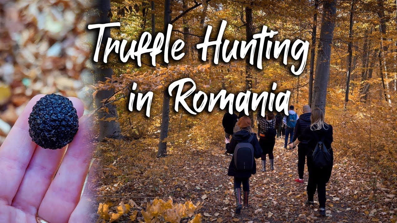 Truffle Hunting in Romania [4K, Cinematic, Story] YouTube