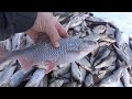 Плотва Ладожского озера, зимняя рыбалка