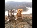 Cat is verry funny 🤣🤣🤣 | CapCut edit (no stolen) #cat #edit #capcut #capcutedit