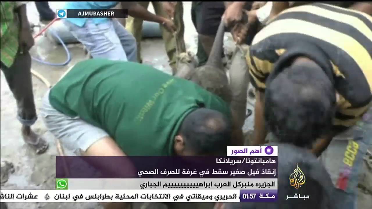 فيل في مأزق