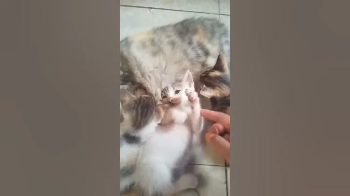 Watch the video about INDUK & KITTEN PERSIA MIX KAMPUNG USIA 2 BULAN