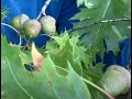 How Many Acorns? Take the Counting Challenge!