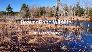 Beaver Pond Wildlife:  Part 1  Early Spring