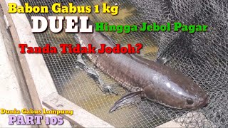 #105 Ciri ciri ikan gabus tidak jodoh atau tidak cocok