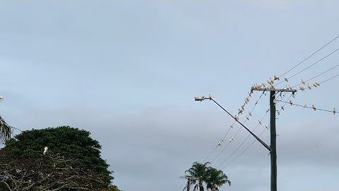 Chim ở Úc bay đầy cả 1 thị trấn - Buổi chiều đi dạo và ngắm các loại chim