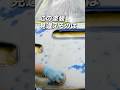 【30秒でオールペイント！】スバル インプレッサ【Full Repaint in 30 Seconds!】Subaru Impreza 🚗｜Garage Lowride Tokyo #impreza