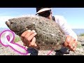 Lunch Break HALIBUT! | Targeting Shore 'Buts with a Dropper Loop Grub Tail Rig