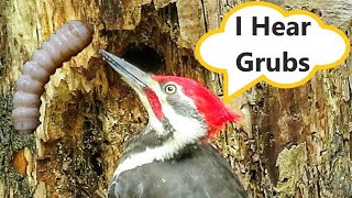 Pileated Woodpeckers Hunt and Eat Juicy Grubs