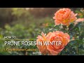 How to Prune Roses in Winter