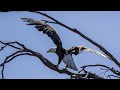 Live: A pair of bald eagles nest at Big Bear Lake in California – Ep. 4
