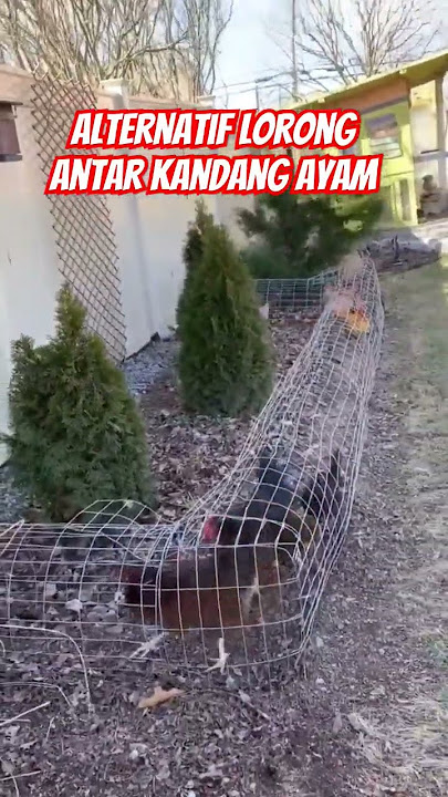 kandang ayam #agriculture #chicken #ayam #ternak #peternakan #shorts #short #ytshorts #inovasi