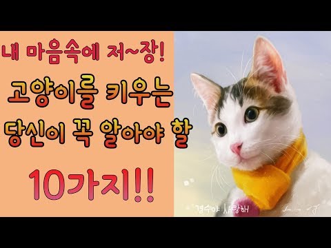 고양이를 키우는 당신이 꼭 알아야할 10가지!! 고양이 키우기 !! [로즈스틴]