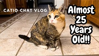 Super Seniors | Catio Chat Vlog #cat #pets #animals #catvideo