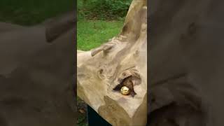 Partiendo de un tronco de Nogal...  Una de nuestras mejores piezas con Raquel Figueiras.