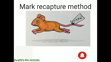 What is Mark recapture method?