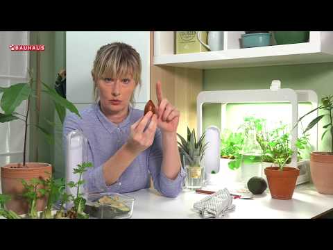 Video: Informacije i savjeti za uzgoj biljaka limunske trave