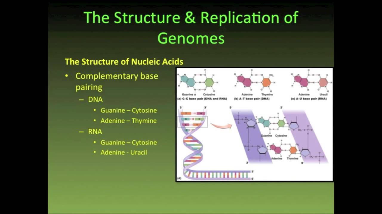 MICROBIAL GENETICS THE STRUCTURE AND REPLICATION OF GENOMES PART 1 ...