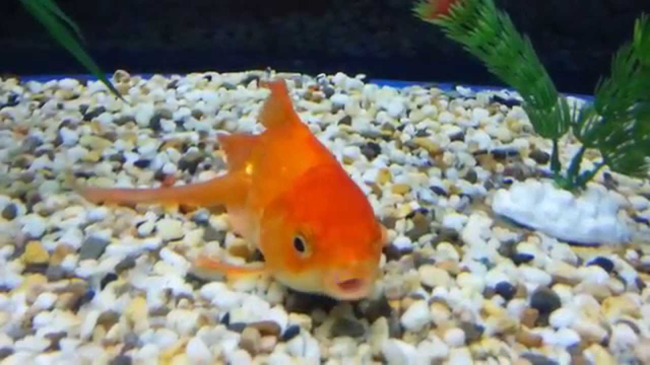 goldfish at top of tank