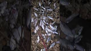 Check out all these #BaitFish