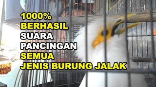 Suara Jalak Putih Hasil Tangkaran, Bunyi dg Siulan, Untuk Pancingan jalak Macet GT-BG #70