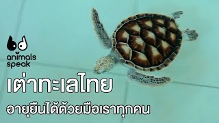 เต่าทะเลไทย อายุยืนได้ด้วยเราทุกคน : Animals Speak [by Mahidol]