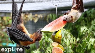 The Mixed Species Flying Fox cam  powered by EXPLORE.org