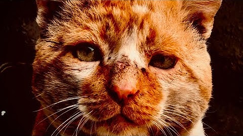 4PAW - CAYUSE -  ©2025 Tim Evans #rock #hardrock #newmusic2025 