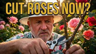 STOP! Should I cut, prune my Roses now