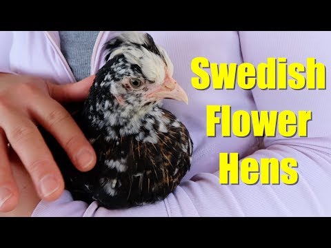 Swedish Flower Hens and Lavendar Orpingtons