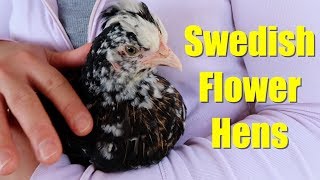 Swedish Flower Hens and Lavendar Orpingtons