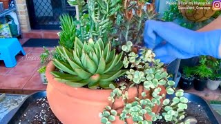 Big Pot Succulent Arrangement