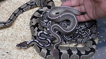AXANTHIC BALL PYTHON MORPHS
