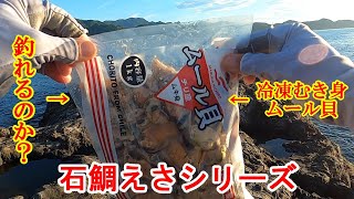 【石鯛釣り】冷凍むき身ムール貝で石鯛が釣れるか検証‼