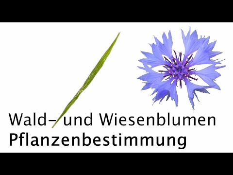 Video: Pflanzen Mit Blauen Und Lila Blüten