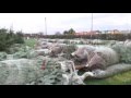 Merseyside's only home-grown Christmas tree farm