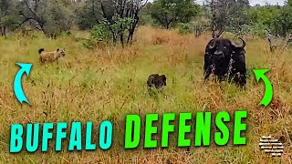 Buffalo Fends Hyenas Off to Protect its Calf