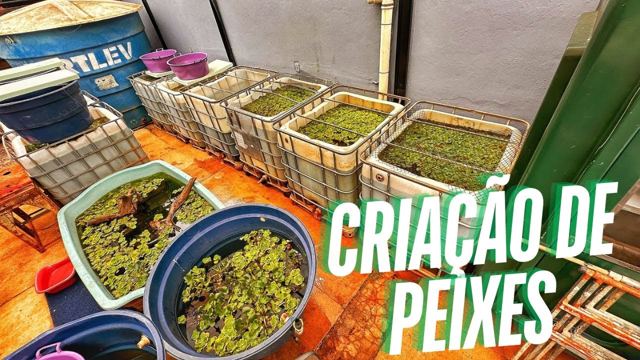 ESTÁ LOJA TEM SUA PRÓPRIA CRIAÇÃO DE PEIXES ORNAMENTAIS!!!