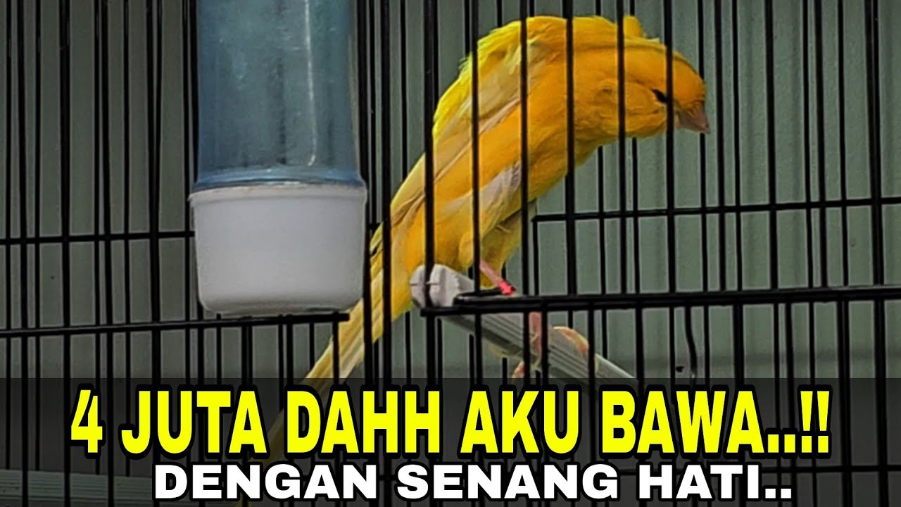 RASMI BOX 2025 MENGGILA‼️GAK ADA YANG GAK SEREM...