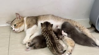 Cute kittens getting milk from their mother cat #cat #kitten #cute