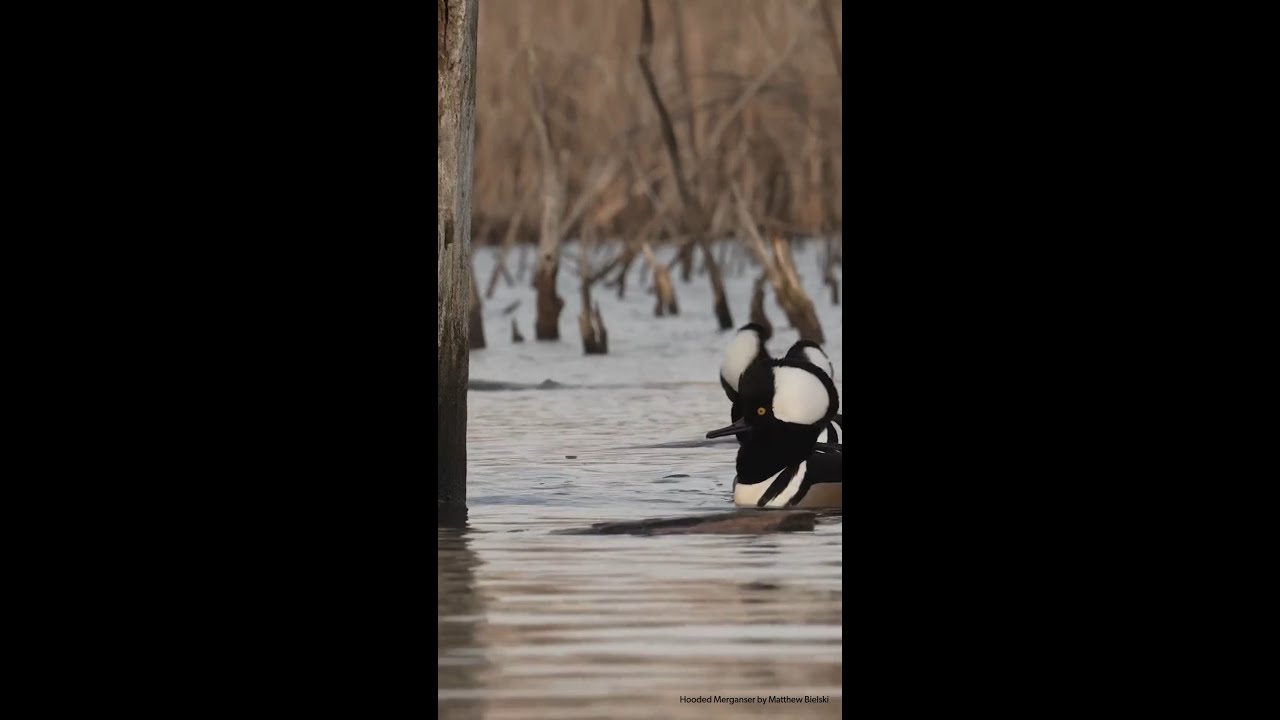 2025 State of the Birds: 112 species are at a tipping point