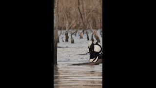 2025 State of the Birds: 112 species are at a tipping point