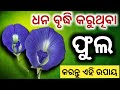 ଧନର ବର୍ଷା କରୁଥିବା ( ଫୁଲ ) କରନ୍ତୁ ଏହି ଉପାୟ | Odia bayagita tips#Ajiraanuchinta#SADHUBANI#Vastutips