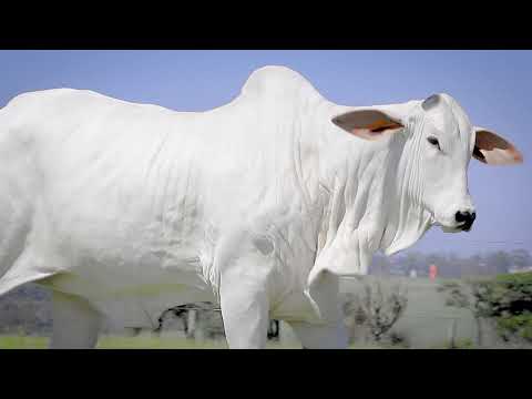 LOTE 14   FTL 1234   ARIEL FIV DA TARLIM