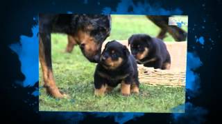 Beauceron  Temperament by Carmen Montes 433 views 9 years ago 46 seconds