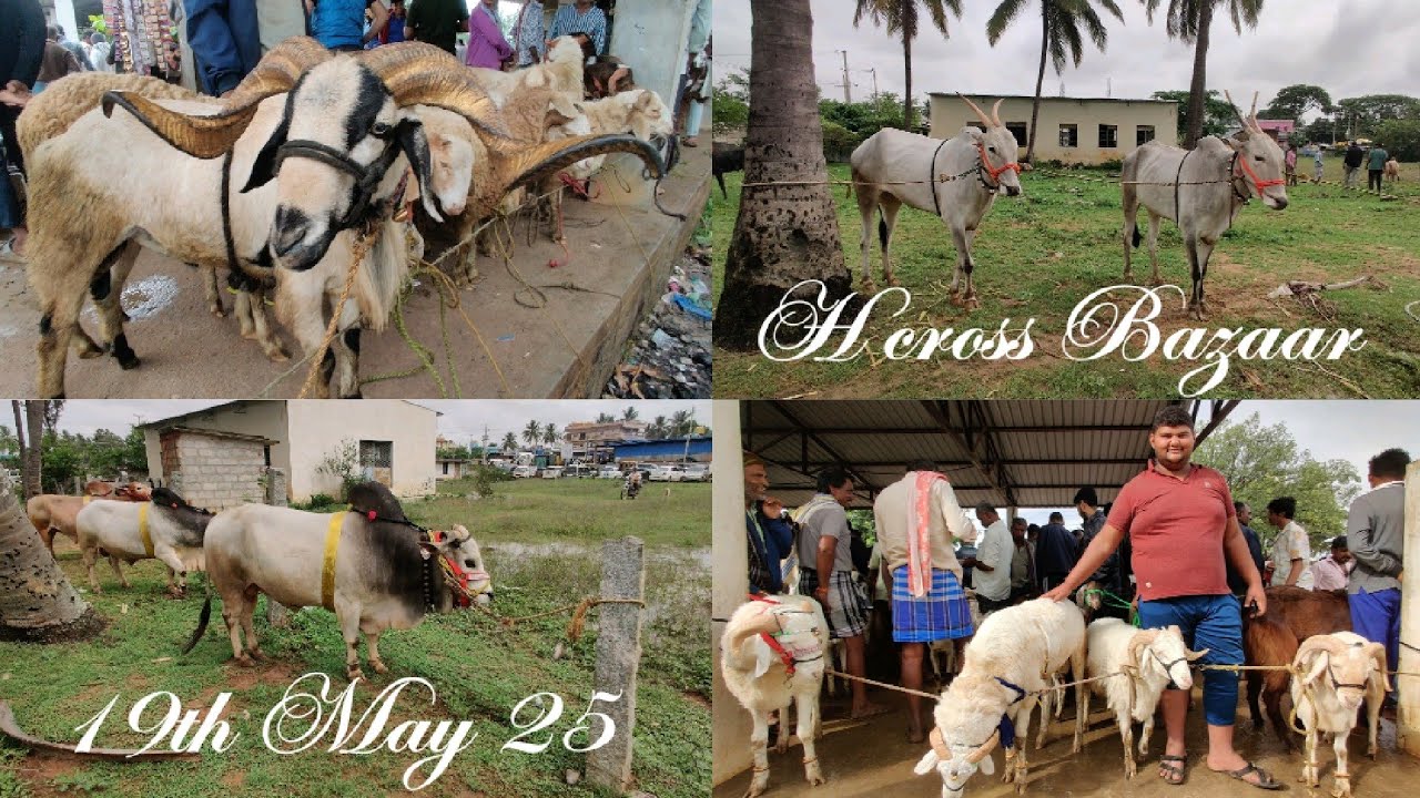 Bulls at Hindiganala Sheep And Goat Market | H-cross Sheep And Goat Market 19 May nearing Bakrid2025